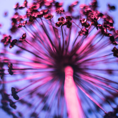 Forschungsergebnisse