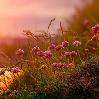 Weleda Nachhaltige Pharmazie