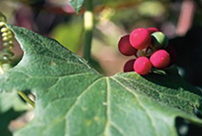 Rotbeerige Zaunrübe