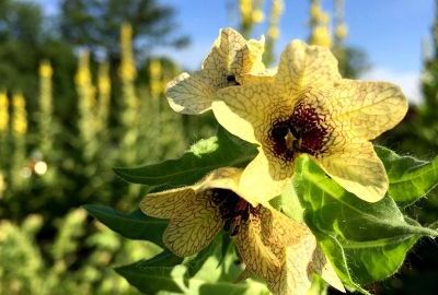 Schwarzes Bilsenkraut